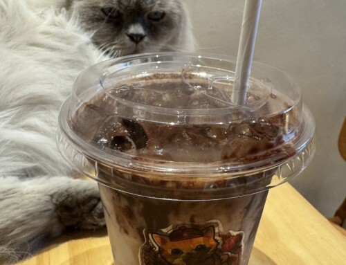 A Hot Chocolate at Munchkin & The Gang Cat Cafe, George Town, Malaysia